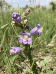 Penstemon eriantherus