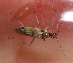 Dicyphus escalerae