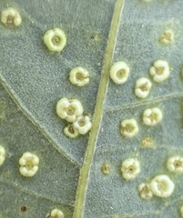 Neuroterus umbilicatus