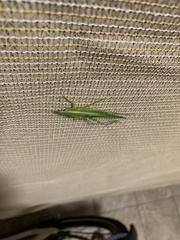 Euconocephalus nasutus