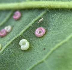Neuroterus umbilicatus