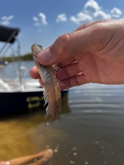 Gobionellus oceanicus