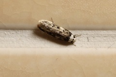 Endrosis sarcitrella