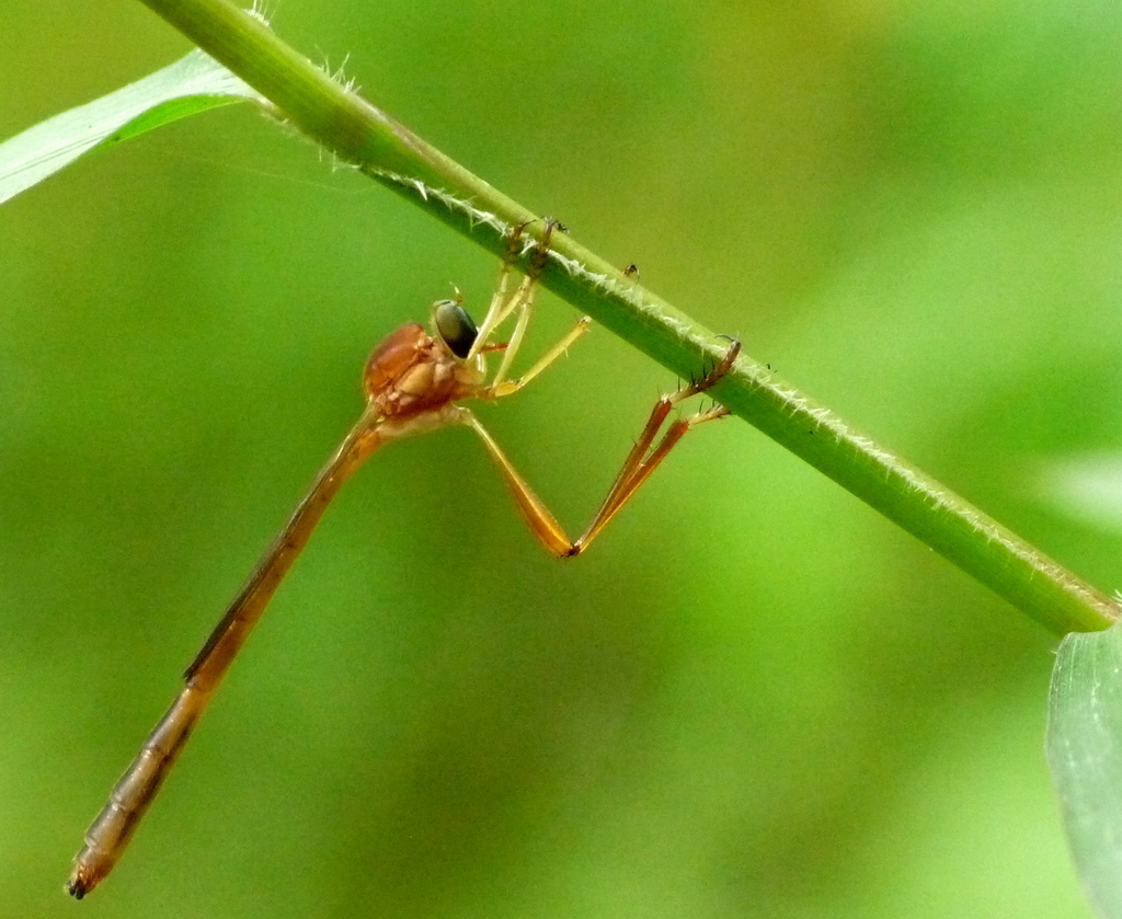 Leptogastrinae