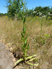 Dipsacus