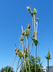 Dipsacus