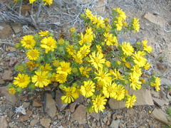 Deinandra streetsii