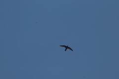 Streptoprocne semicollaris