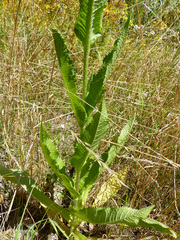 Dipsacus