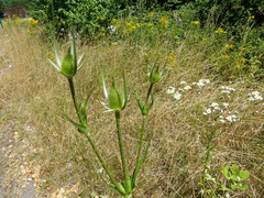 Dipsacus