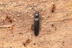 Melanotus castanipes