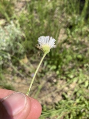 Erigeron glabellus