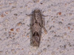 Pelochrista consobrinana