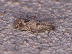 Pelochrista consobrinana