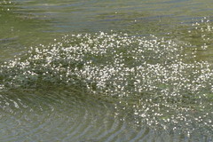 Ranunculus aquatilis