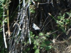 Melanargia galathea