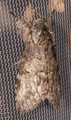 Macrurocampa marthesia