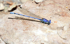 Argia extranea