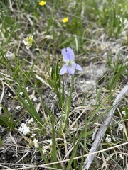 Viola pumila