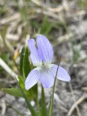 Viola pumila