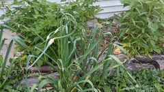 Allium sativum