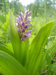 Orchis militaris