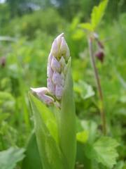 Orchis militaris