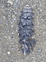 Phalaenoptilus nuttallii