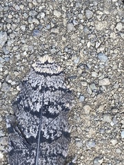 Phalaenoptilus nuttallii