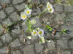 Erigeron annuus