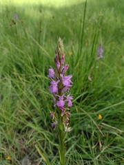 Dactylorhiza elata