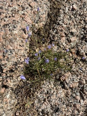Campanula reverchonii