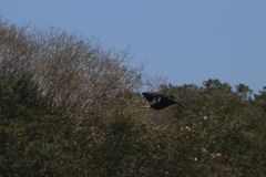 Fregata magnificens rothschildi