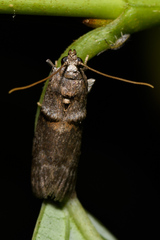 Acrobasis caryae