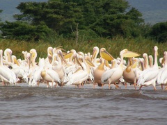 Pelecanus onocrotalus