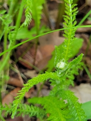 Achillea millefolium borealis