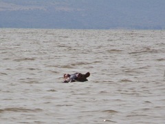 Hippopotamus amphibius