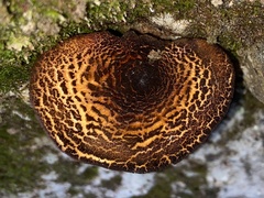 Austropaxillus squarrosus