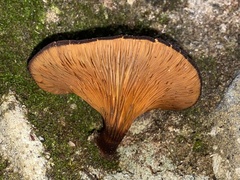 Austropaxillus squarrosus