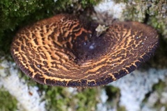 Austropaxillus squarrosus