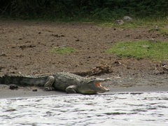 Crocodylus niloticus