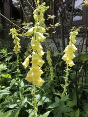 Digitalis grandiflora