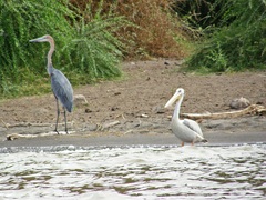 Ardea goliath