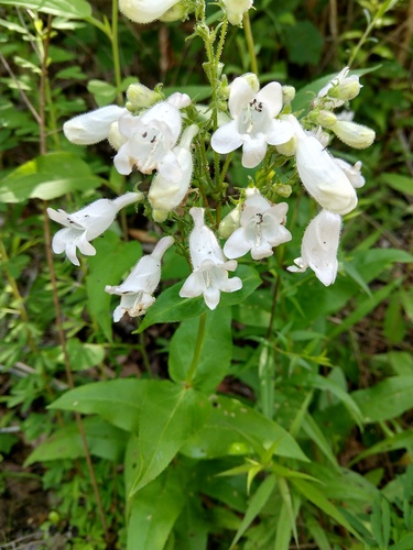Penstemon pallidus
