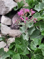 Adenostyles leucophylla