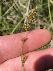 Carex prairea