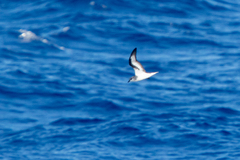 Pterodroma nigripennis