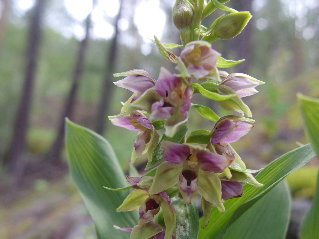 Epipactis × schmalhausenii