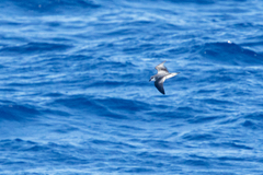 Pterodroma nigripennis