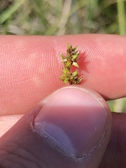Carex prairea